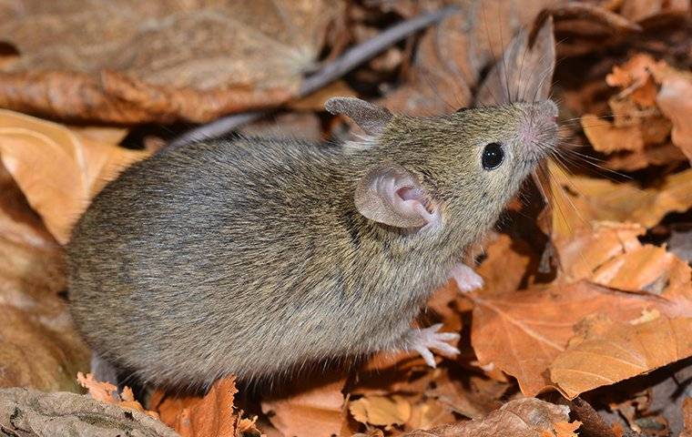 mouse in leaves