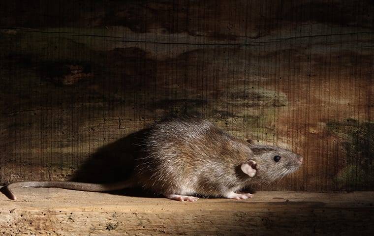 norway rat in home basement