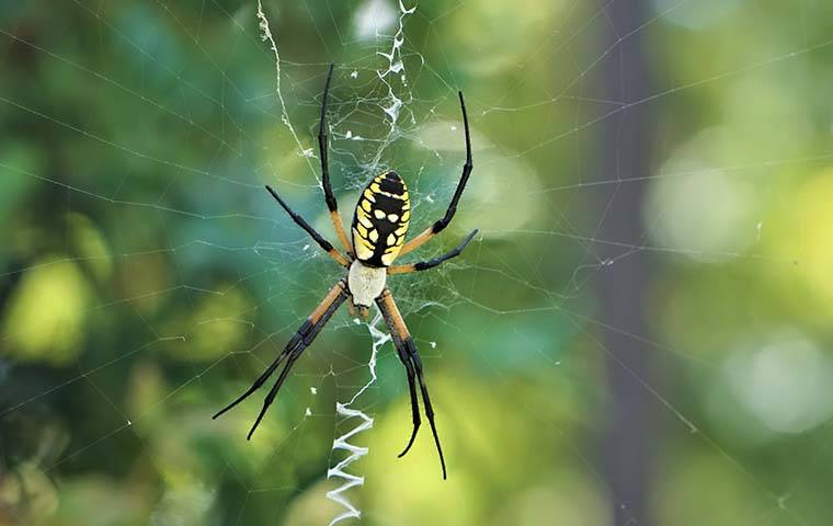 an orb weaver spider in its web