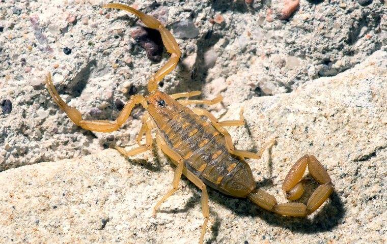 a scorpion infestaion in a phoenix arizona yard