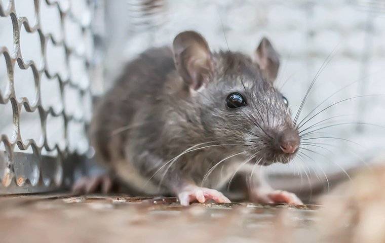 rodent in a cage trap