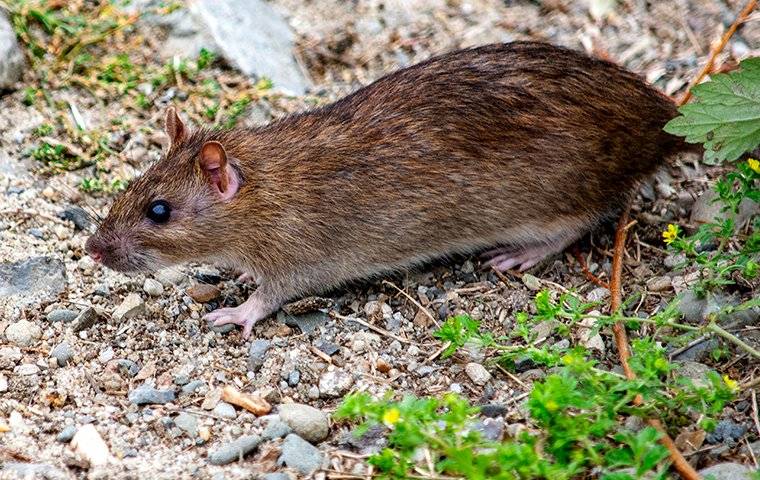 a rat outside a home on gravel