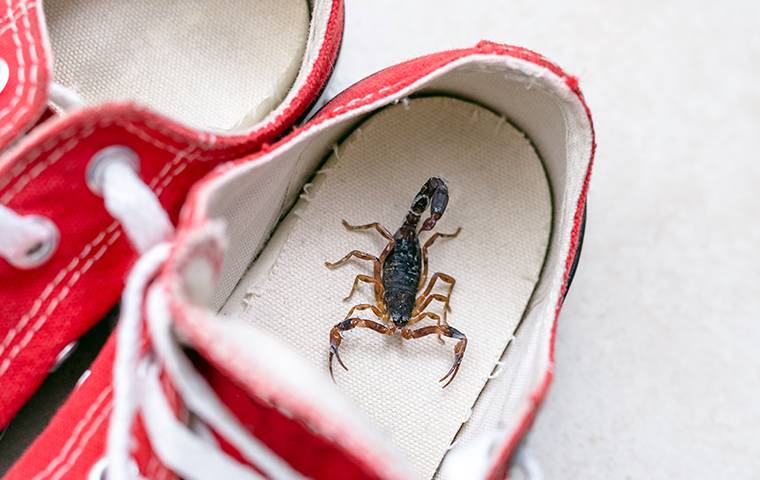 scorpion in a red sneaker