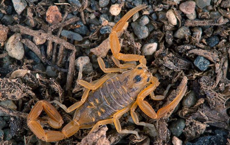 a scorpion crawling outside a home