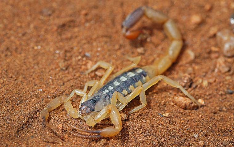 scorpion on sand