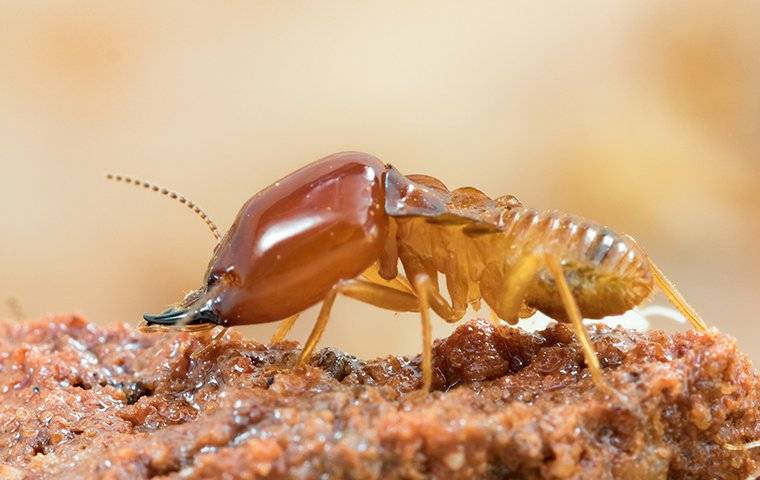 large termite crawling on wood
