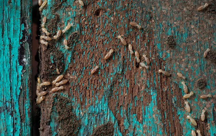 termites on blue wall