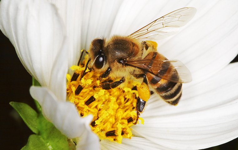 a bee on a white flower