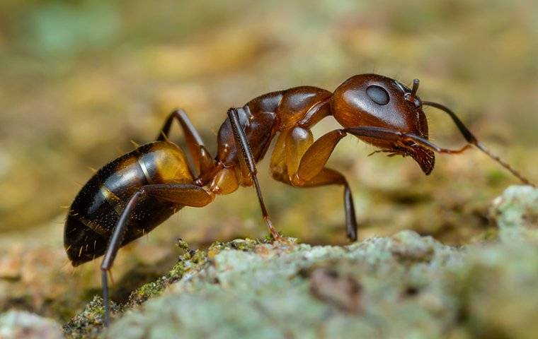 an argentine ant on the ground