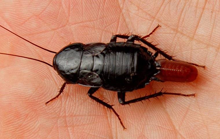 an oriental cockroach in a hand
