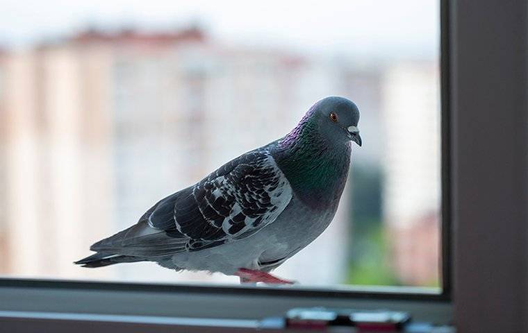 a pigeon on a window