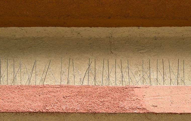 bird spikes used for pigeon proofing homes