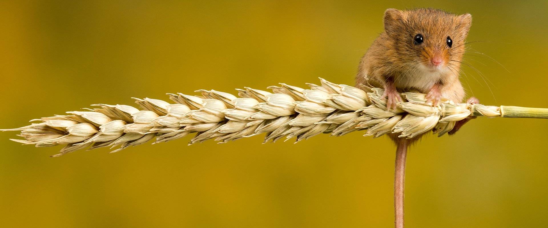 a field mouse on a piece of wheat