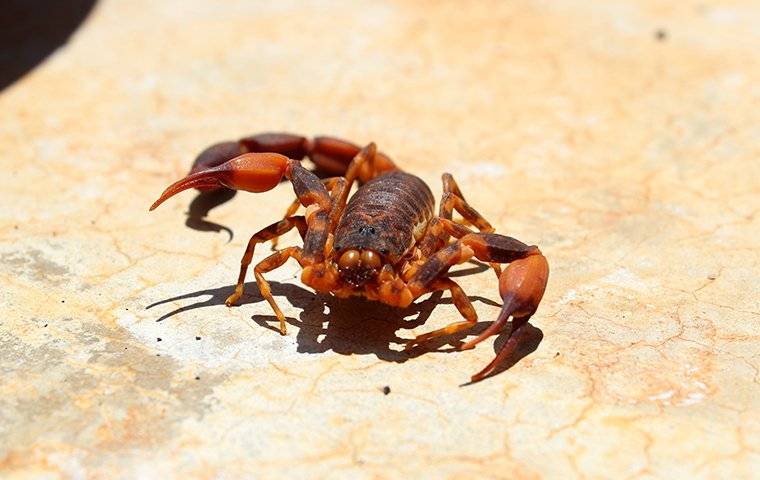 a scorpion inside a home crawling on a bathroom floor