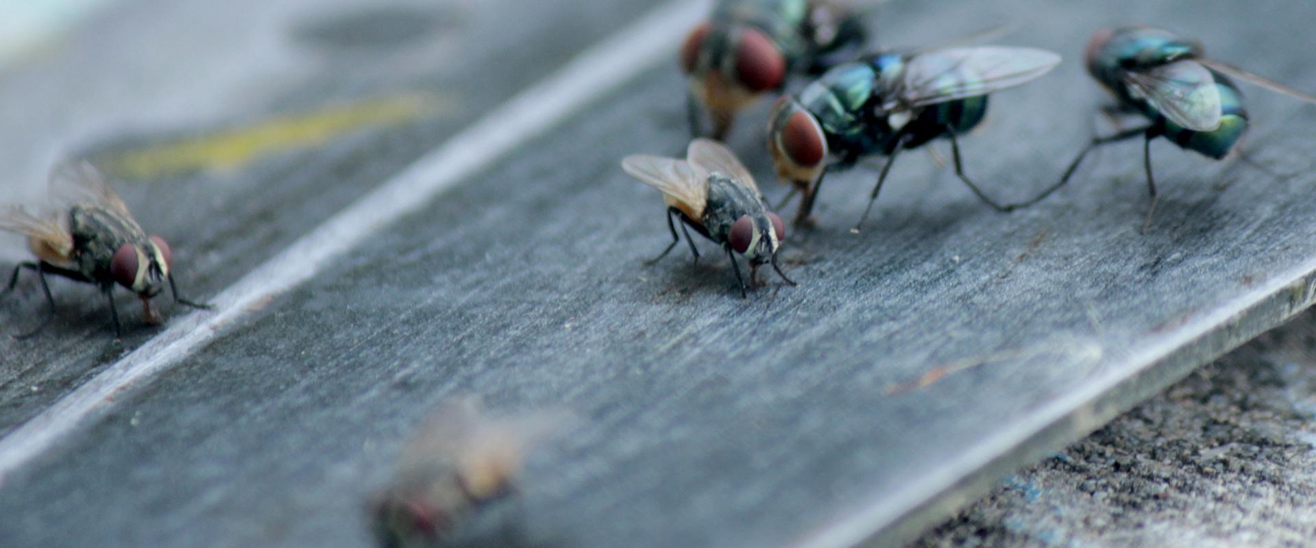 close up of flies