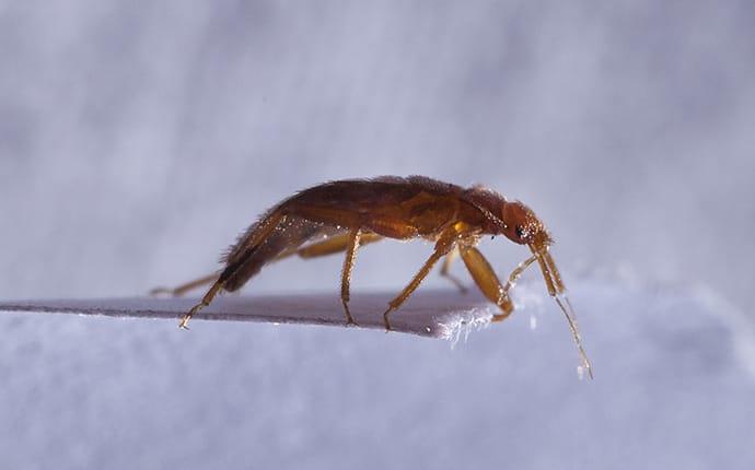 a bed bug crawling on a bedroom surface in holly springs north carolina
