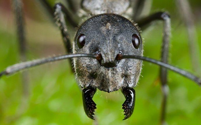close up of carpenter ant head