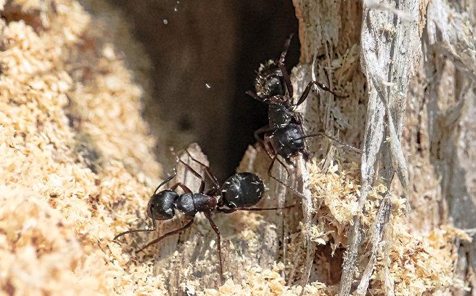 carpenter ant damaging wood