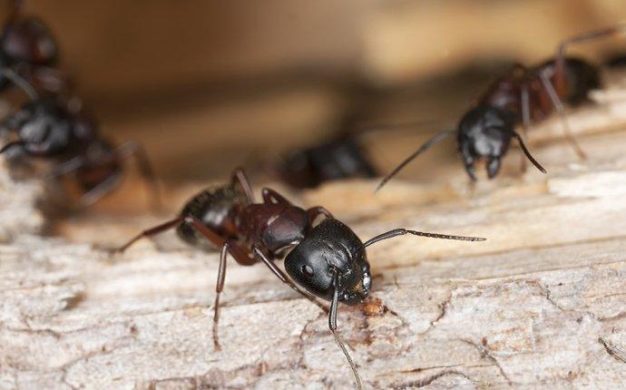 a carpenter ant crawling and chewing on wood