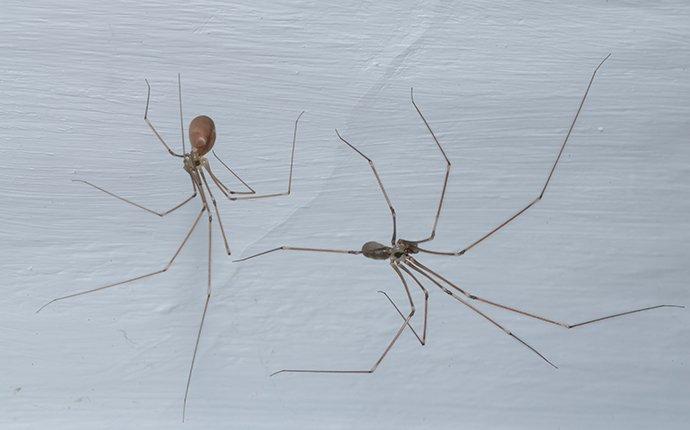 two cellar spiders on a wall