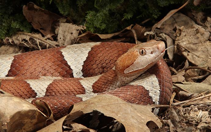 Blog How To Keep Copperhead Snakes Out Of Your Yard