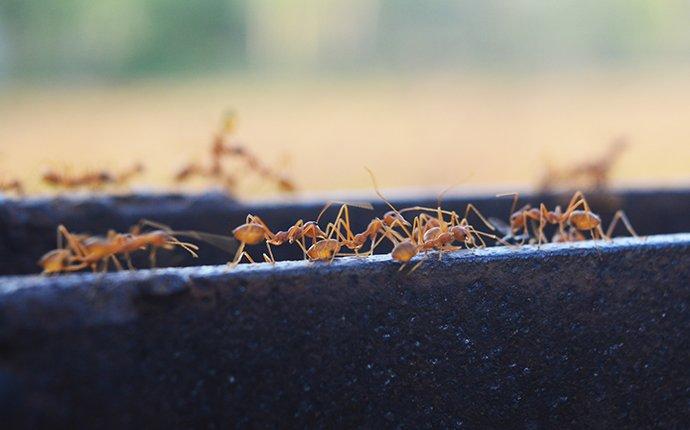 fire ants crawling on landscaping
