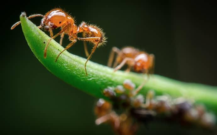 several fire ants on a plant