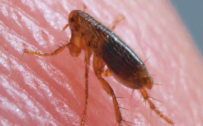 a flea crawling on a human skin