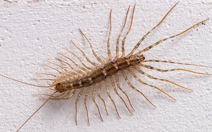 a centipede crawling on a wall inside a home