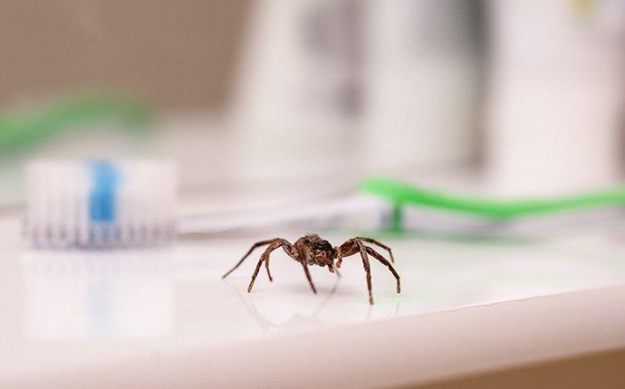 a house spider in a bathroom