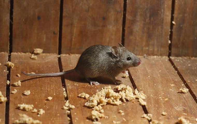 house mice scurrying on a residential property