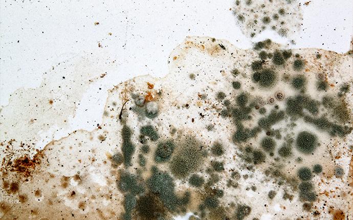 close up of mold on wall