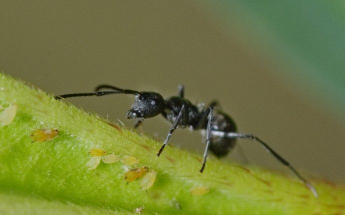 an odorous house ant in a garden