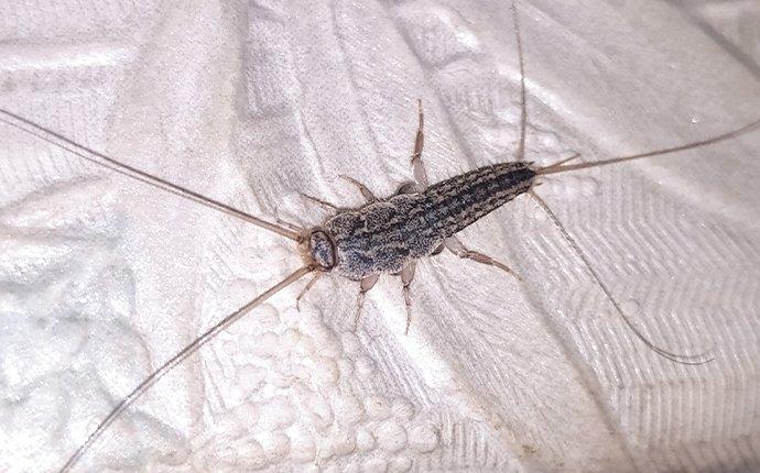 silverfish in house