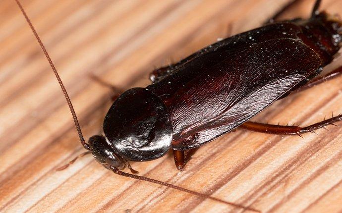 a smoky brown cockroach on a living room floor