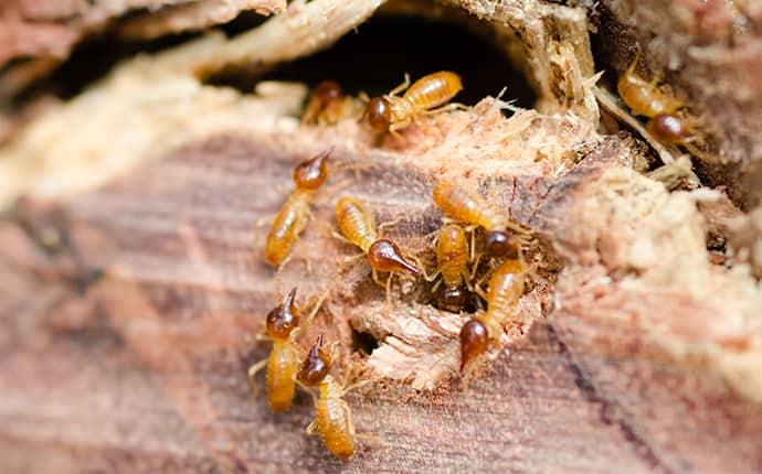 many termites tunneling into wood