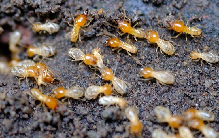 a colony of termites on the ground
