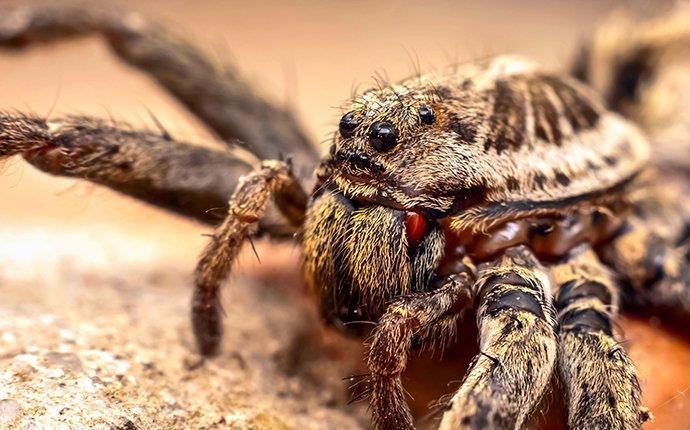 Blog Raleigh Homeowner S Complete Guide To Wolf Spiders