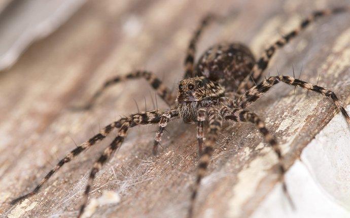 wolf spider on a wooden board