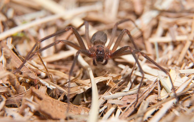 a brown recluse spider in a yard