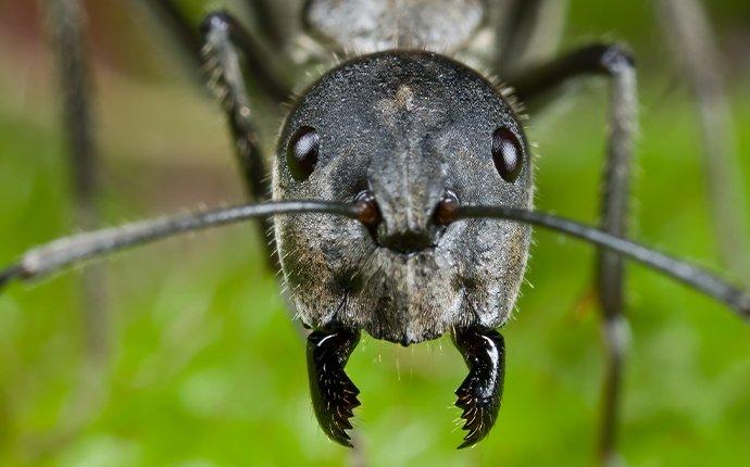 carpenter ant's face