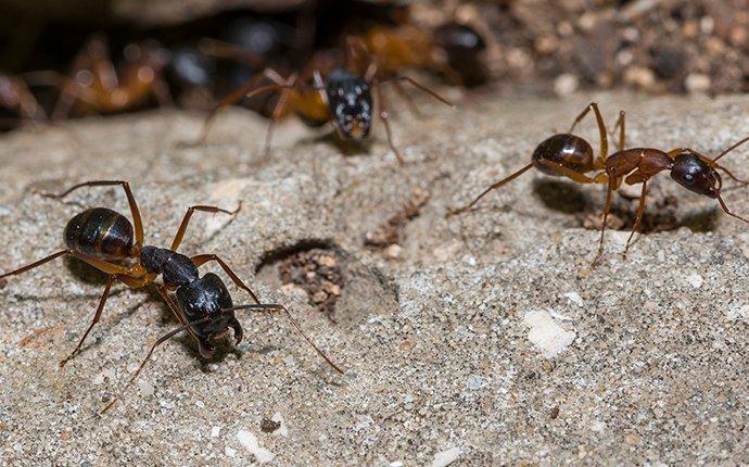 carpenter ants on a rock