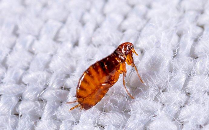 a flea crawling on a carpet