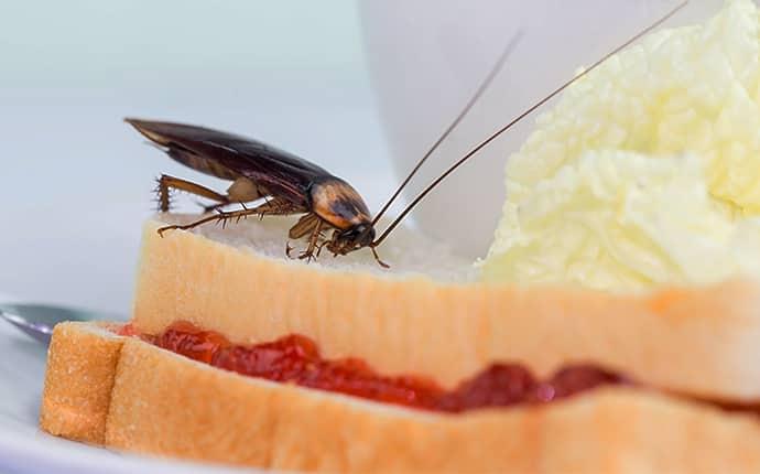 a cockroach crawling on a sandwich in a cary kitchen