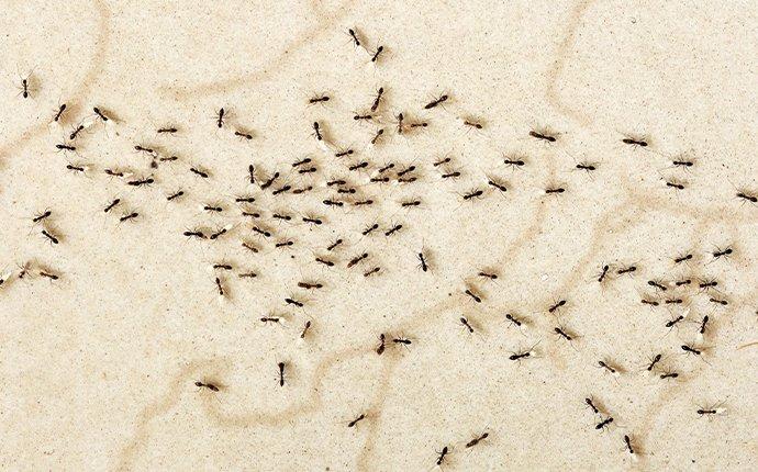 ants crawling on floor
