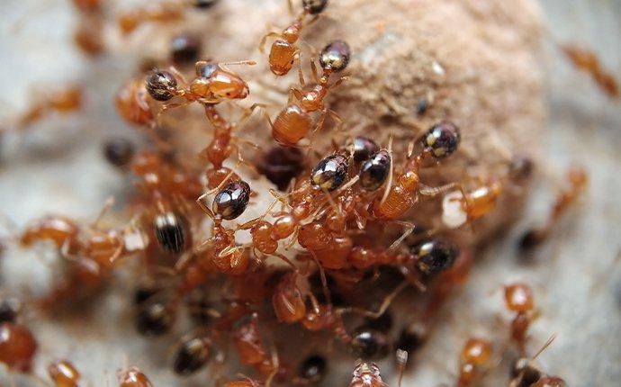 fire ant infestation