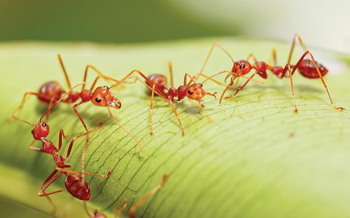 fire ants in garden