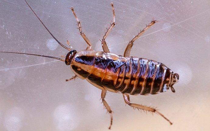 german cockroach under a microscope