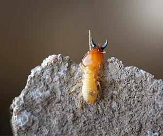 a termite on a rock