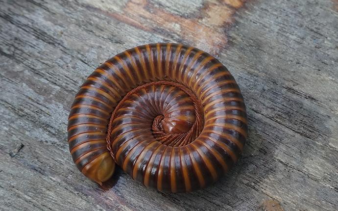 a millipede curled up on wood